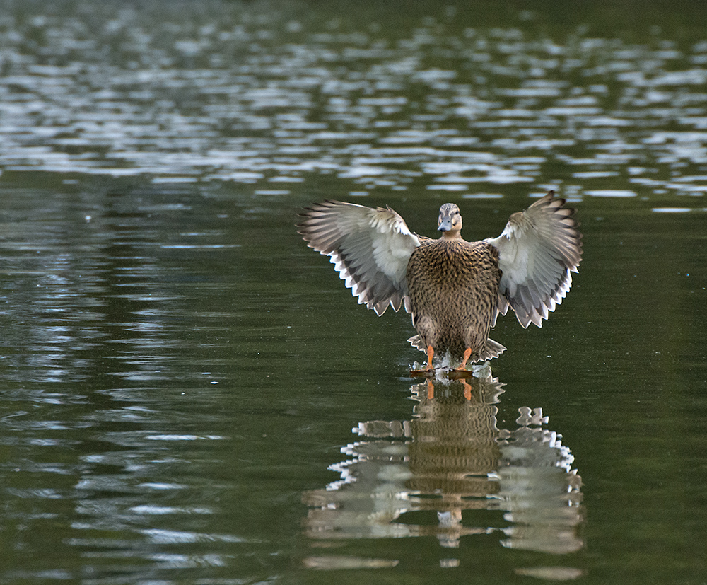 DSC_8841.jpg