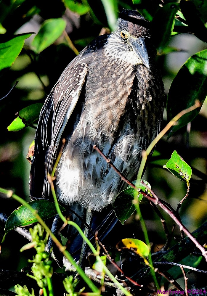 DSC_8844_001.JPG