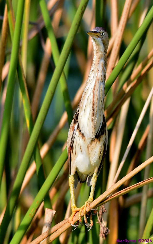 DSC_8849_001.JPG