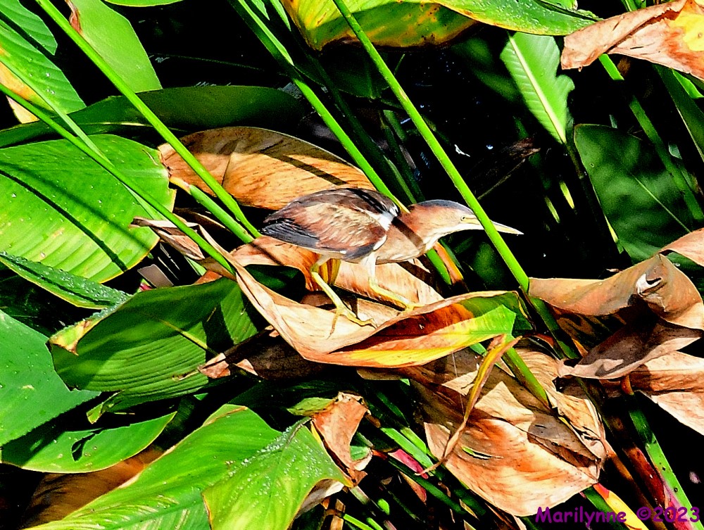 DSC_8850_001.JPG