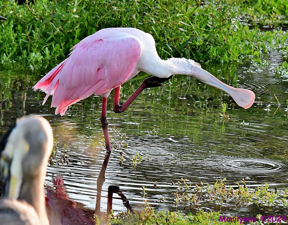DSC_8852_001.JPG