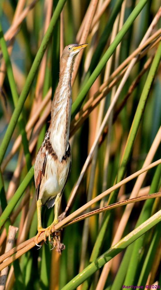 DSC_8853_001.JPG