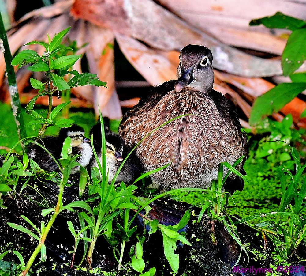 DSC_8854_001.JPG