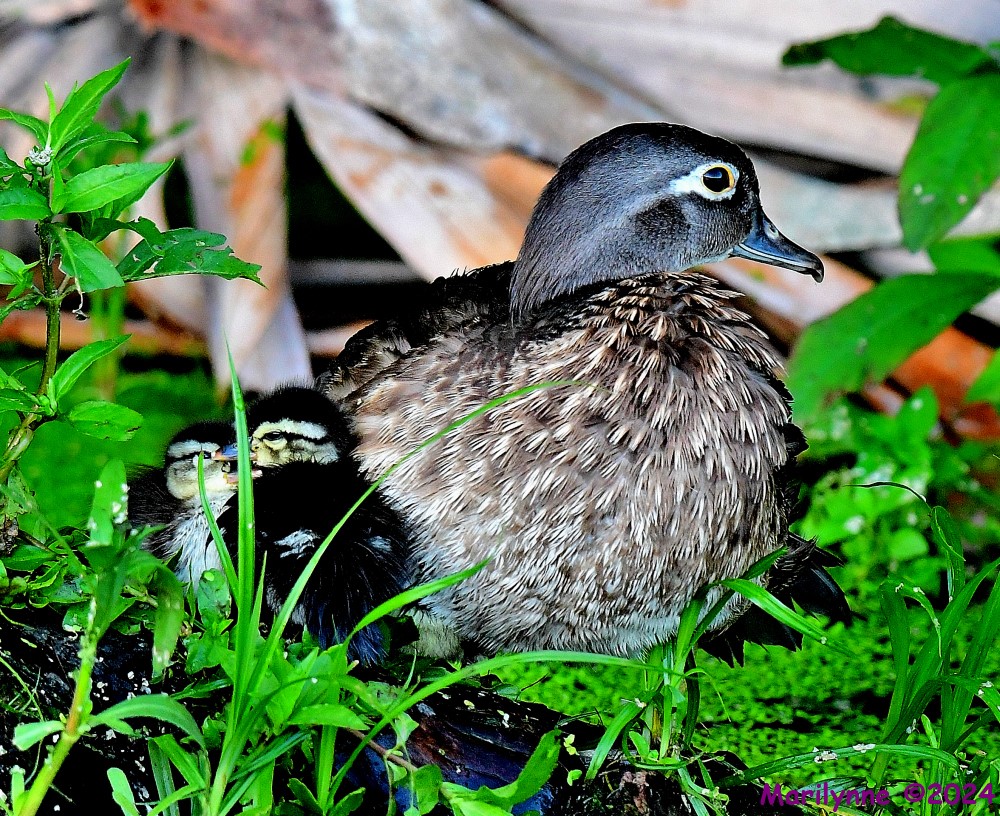 DSC_8855_001.JPG