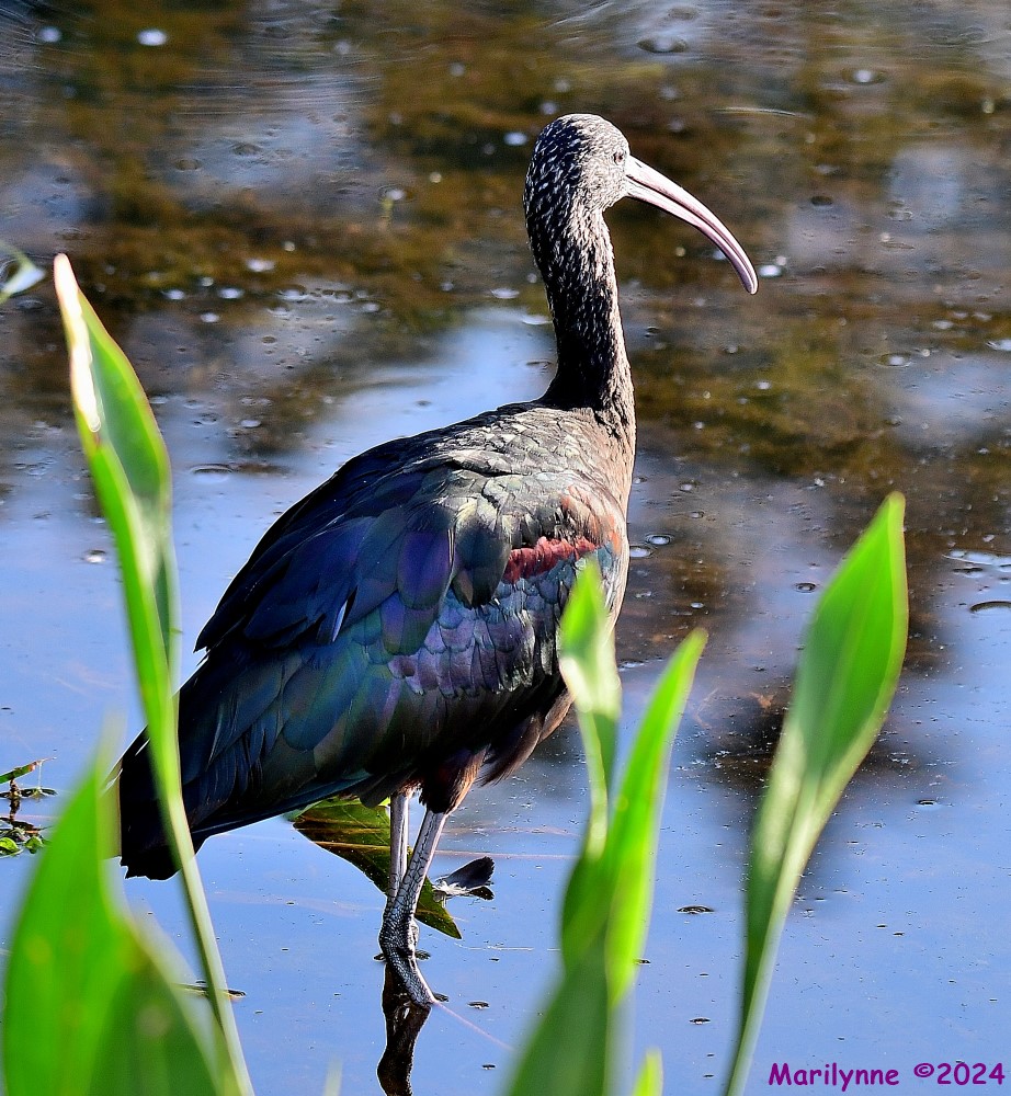 DSC_8855_001.JPG