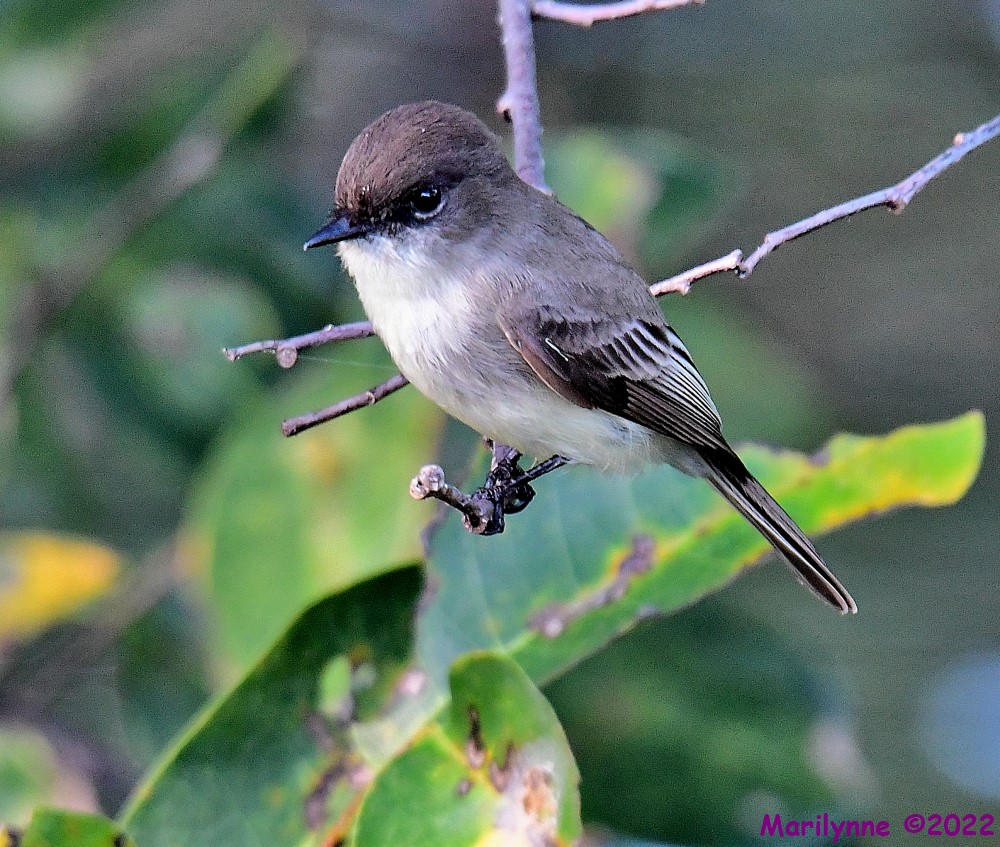 DSC_8856_001.JPG