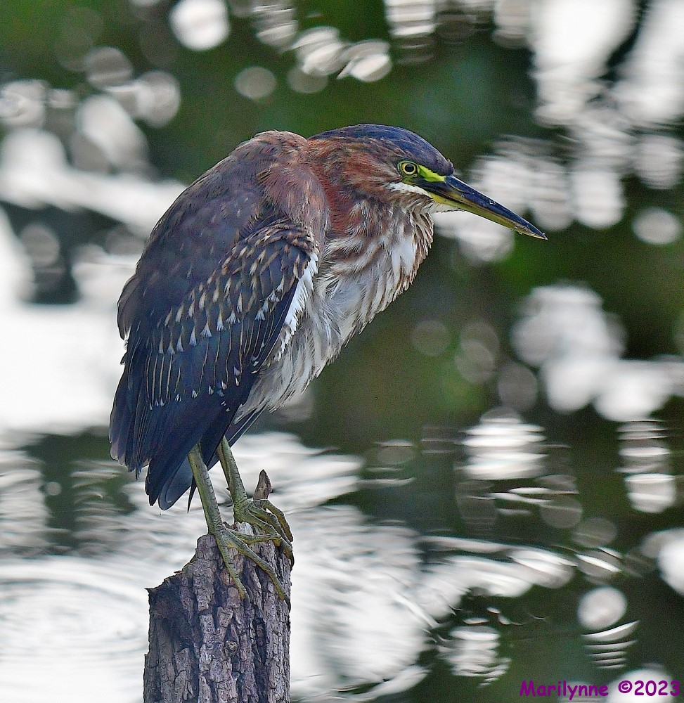 DSC_8856_001.JPG