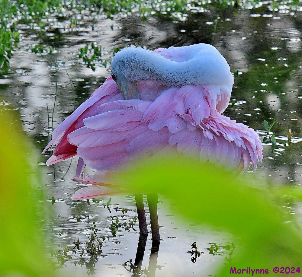 DSC_8856_001.JPG
