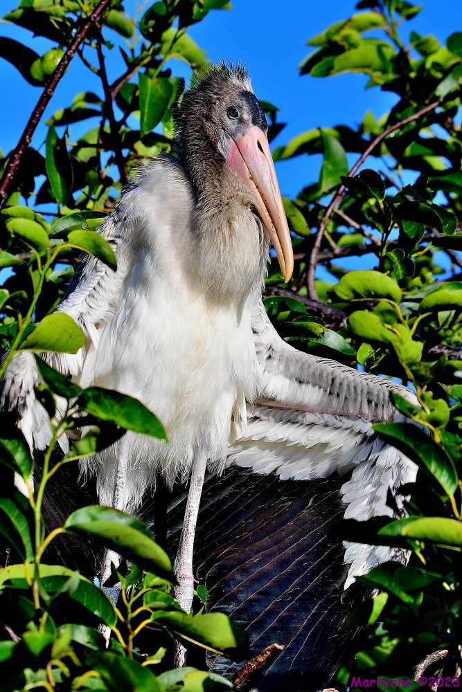 DSC_8861_001.JPG