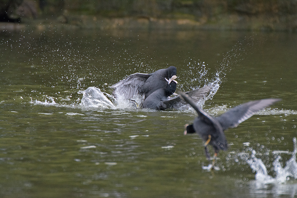 DSC_8862.jpg