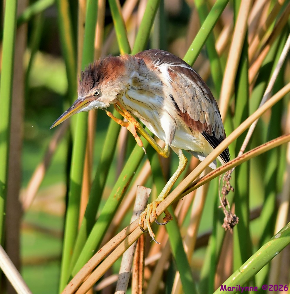 DSC_8862_001.JPG