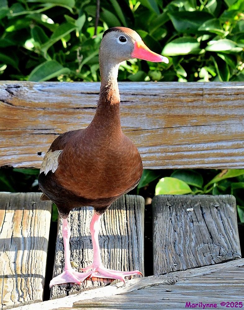 DSC_8863_001.JPG