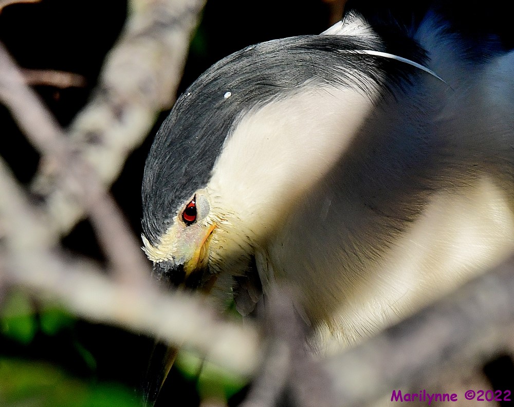 DSC_8871_001.JPG