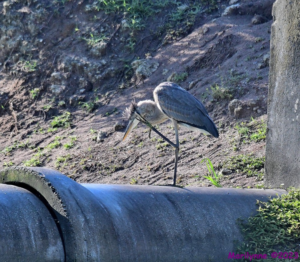 DSC_8871_001.JPG