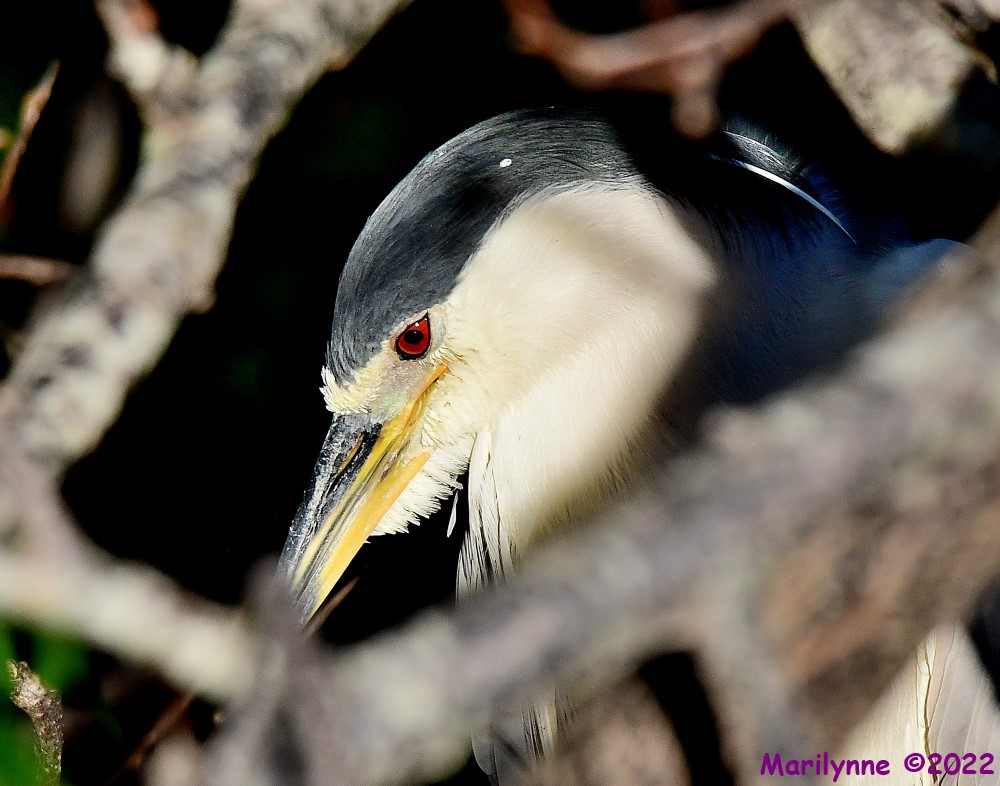 DSC_8872_001.JPG
