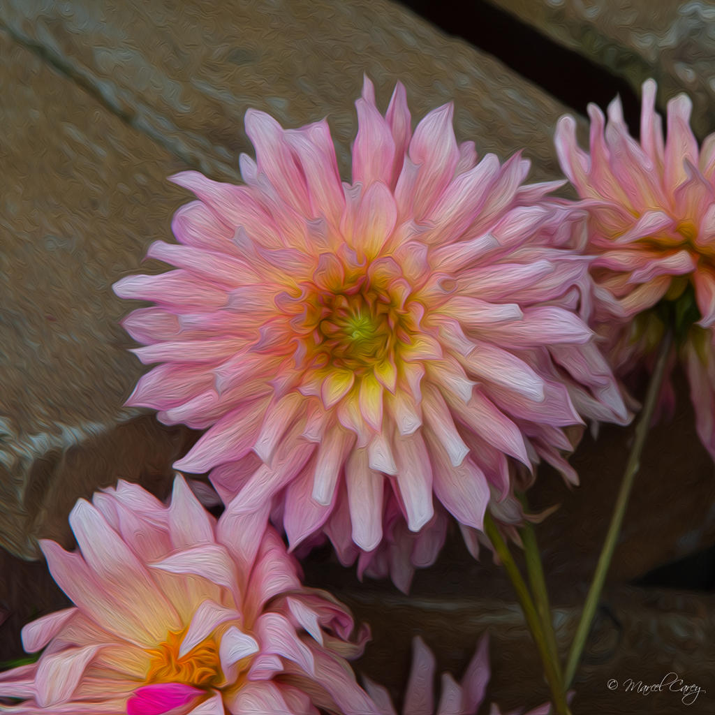 DSC_8875-Modifier.jpg