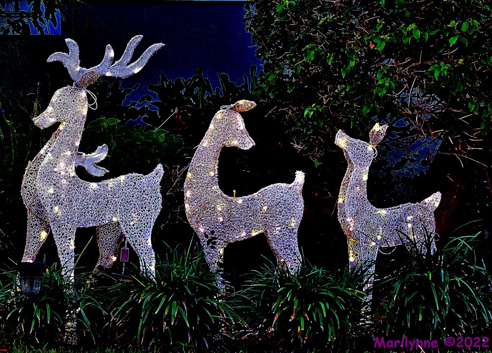 DSC_8875_001.JPG