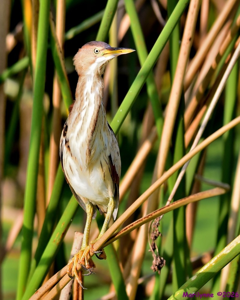 DSC_8875_001.JPG