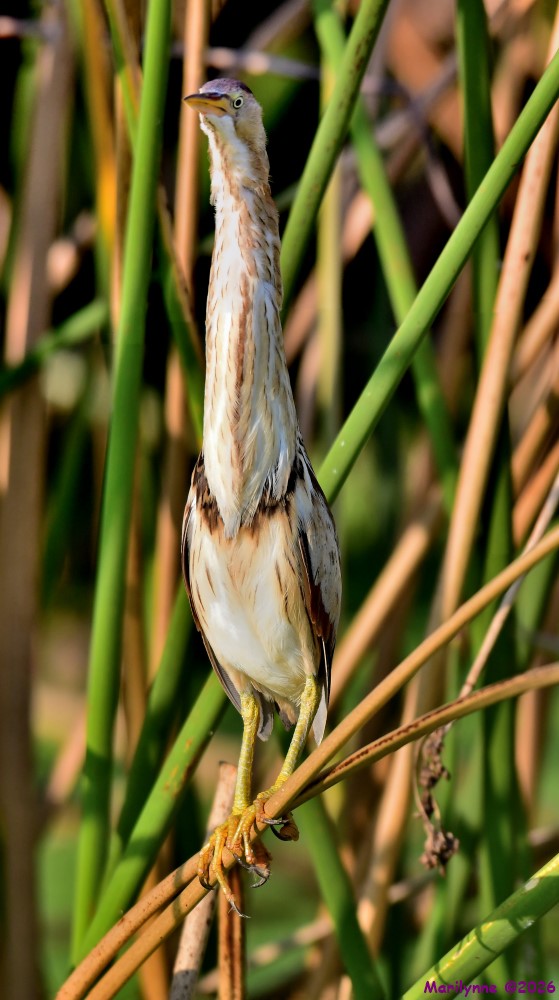 DSC_8877_stitch_001.JPG
