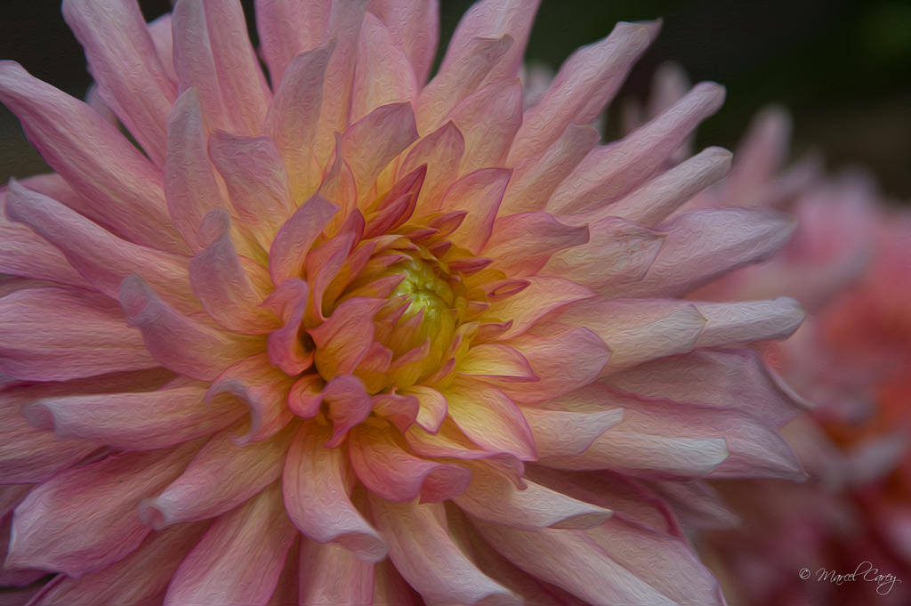 DSC_8880-Modifier.jpg