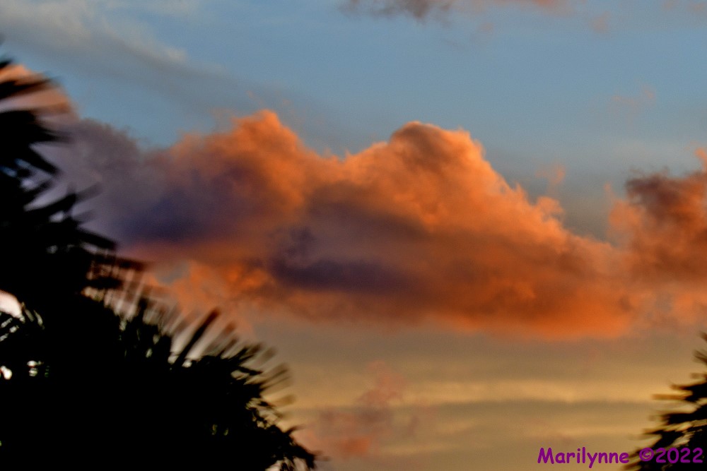 DSC_8881_001.JPG