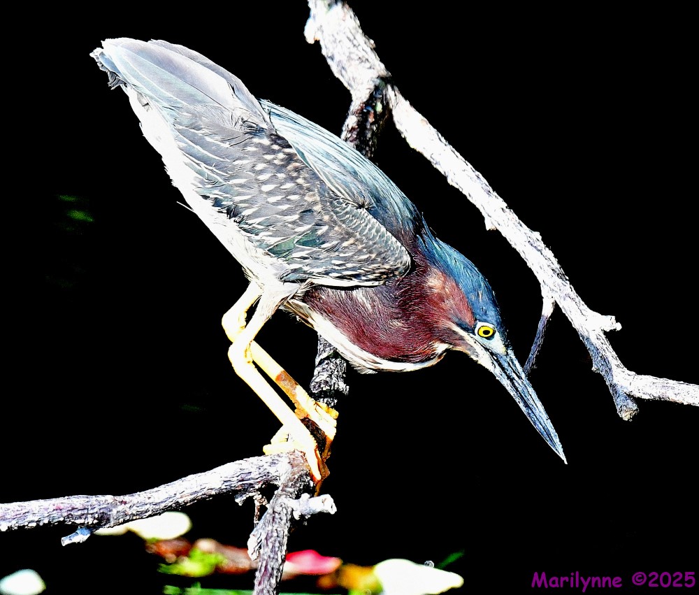 DSC_8882_001.JPG