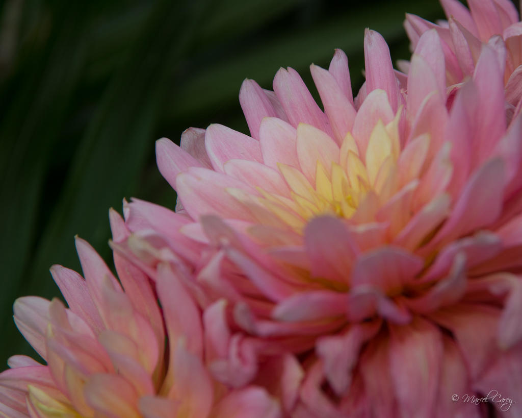 DSC_8883.jpg