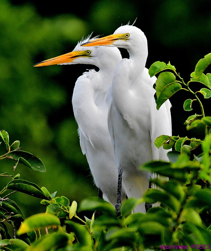 DSC_8884_001.JPG
