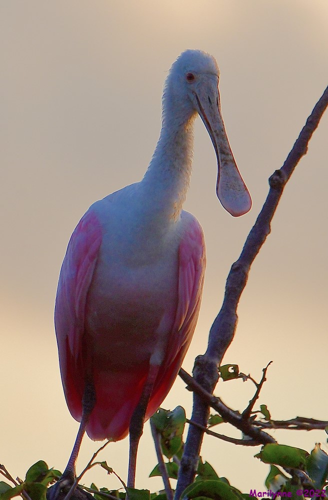 DSC_8885_001.JPG
