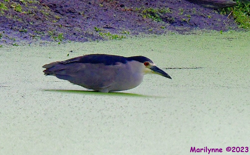 DSC_8886_001.JPG