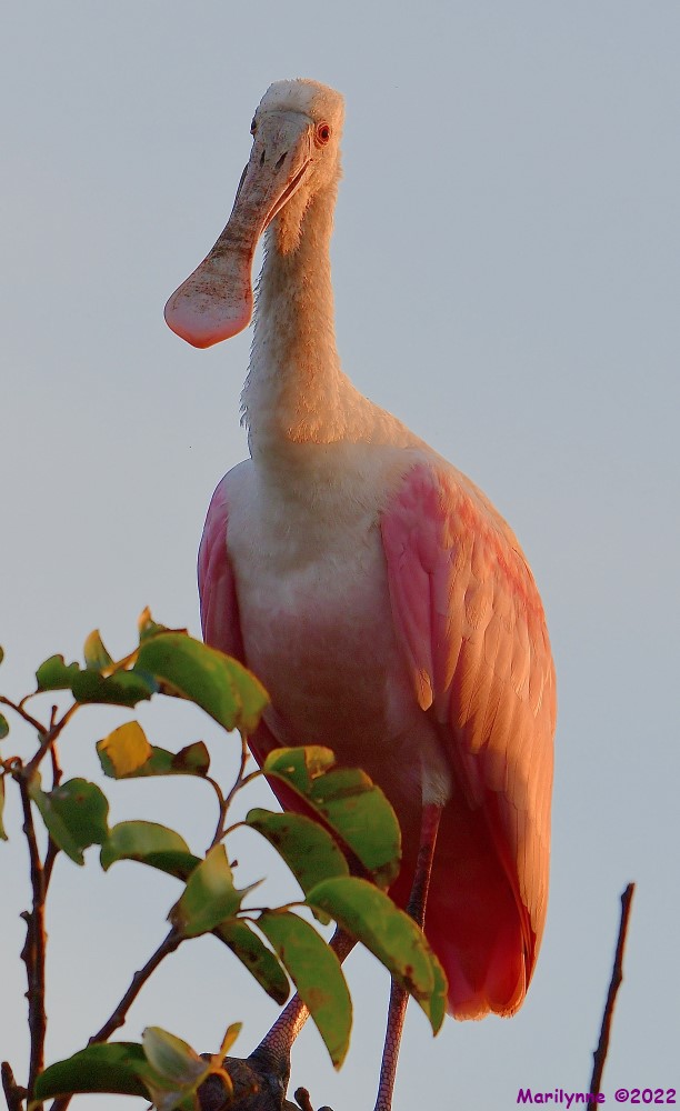 DSC_8888_001.JPG