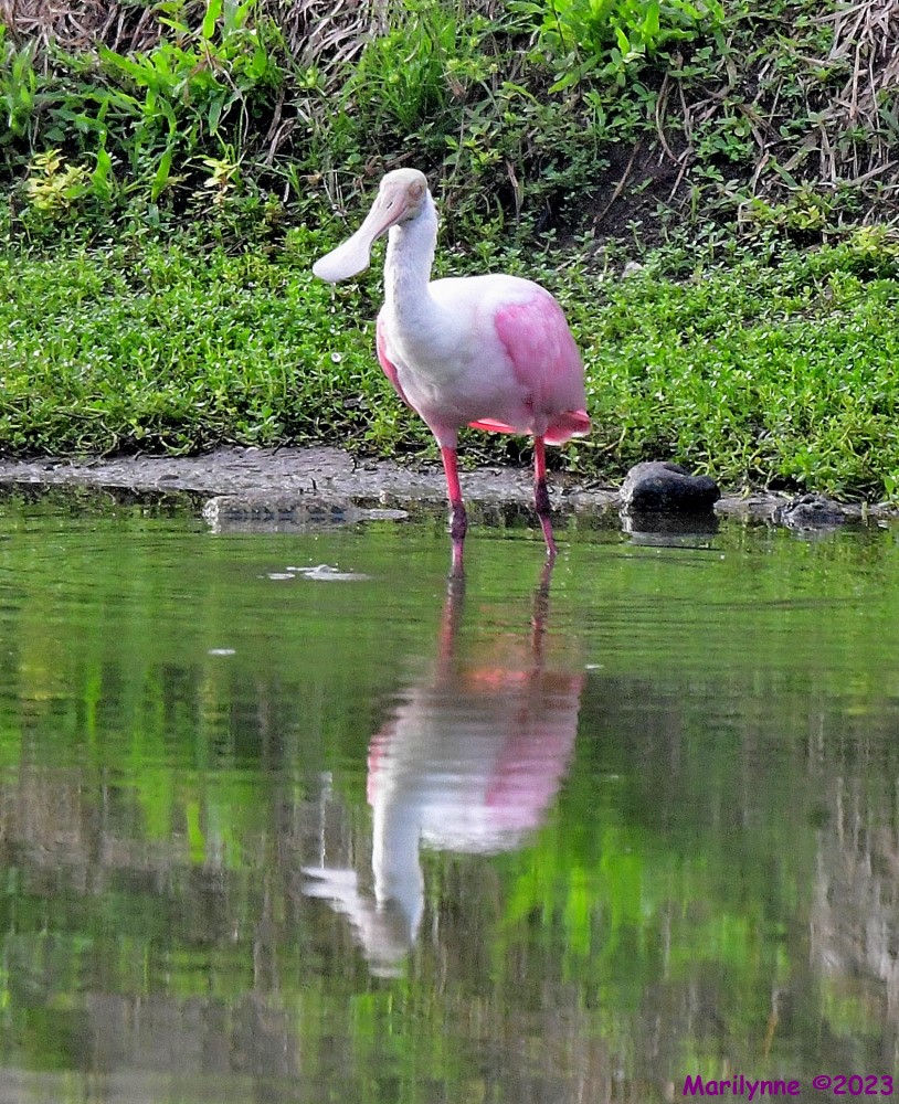 DSC_8891_001.JPG