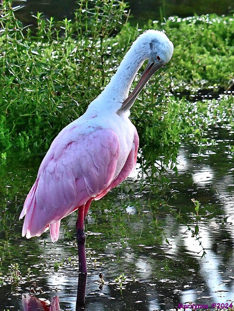 DSC_8891_001.JPG