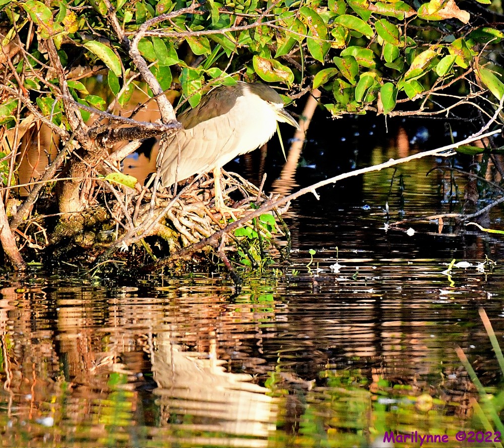 DSC_8894_001.JPG