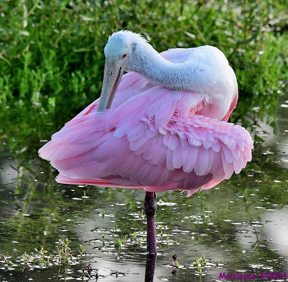 DSC_8895_001.JPG