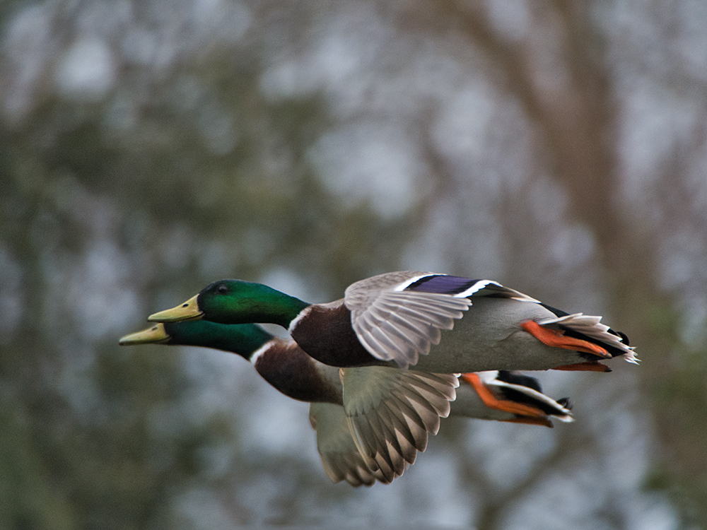DSC_8897.jpg