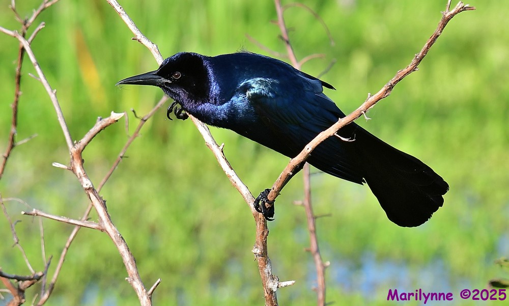 DSC_8899_001.JPG