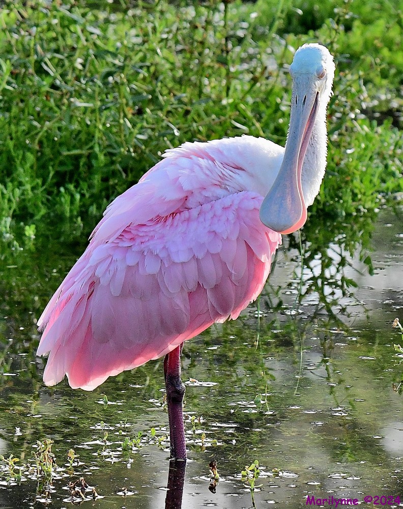 DSC_8905_001.JPG