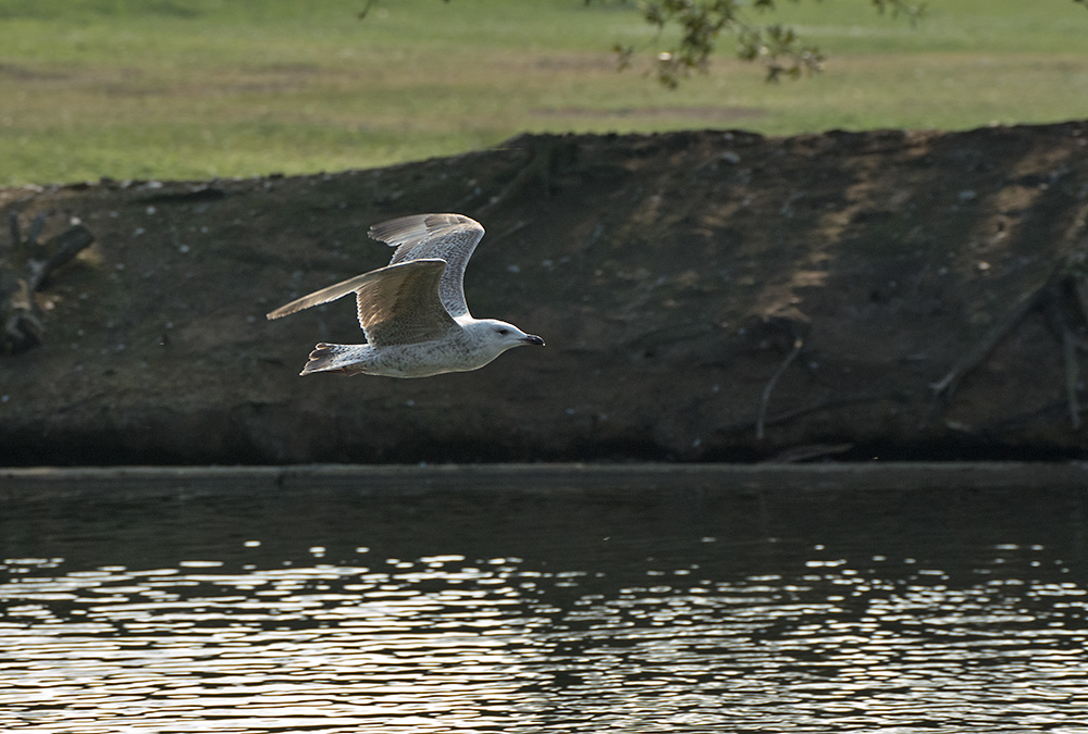 DSC_8908.jpg