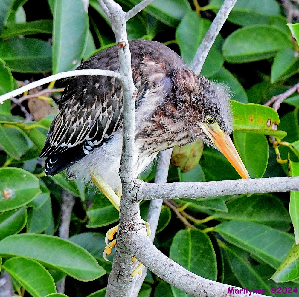 DSC_8914_001.JPG