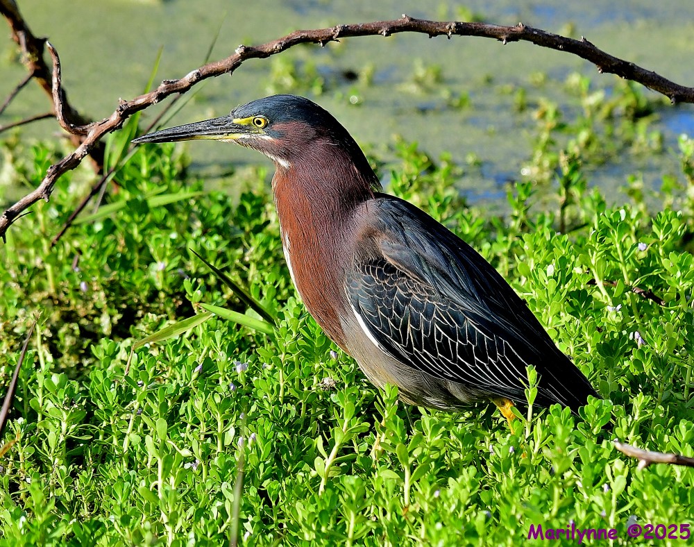 DSC_8914_001.JPG
