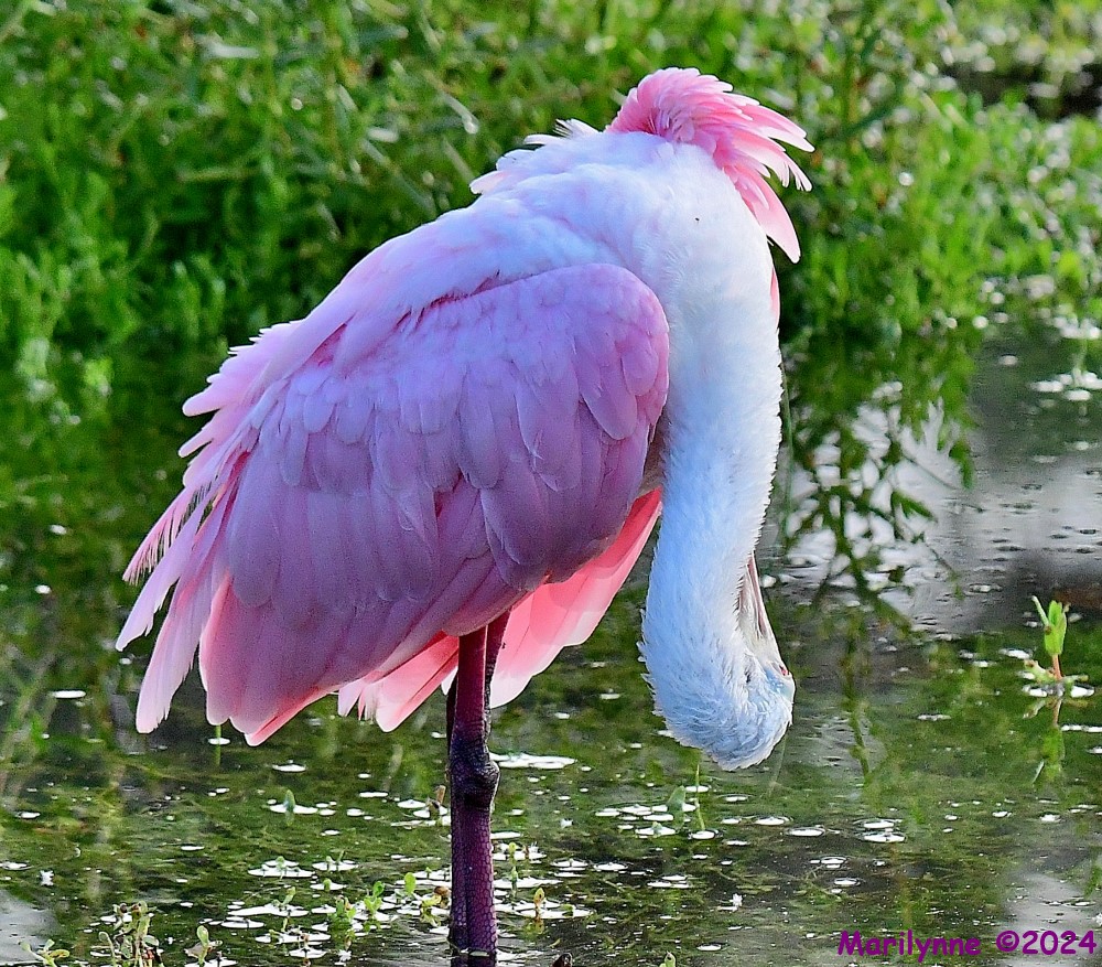 DSC_8917_001.JPG