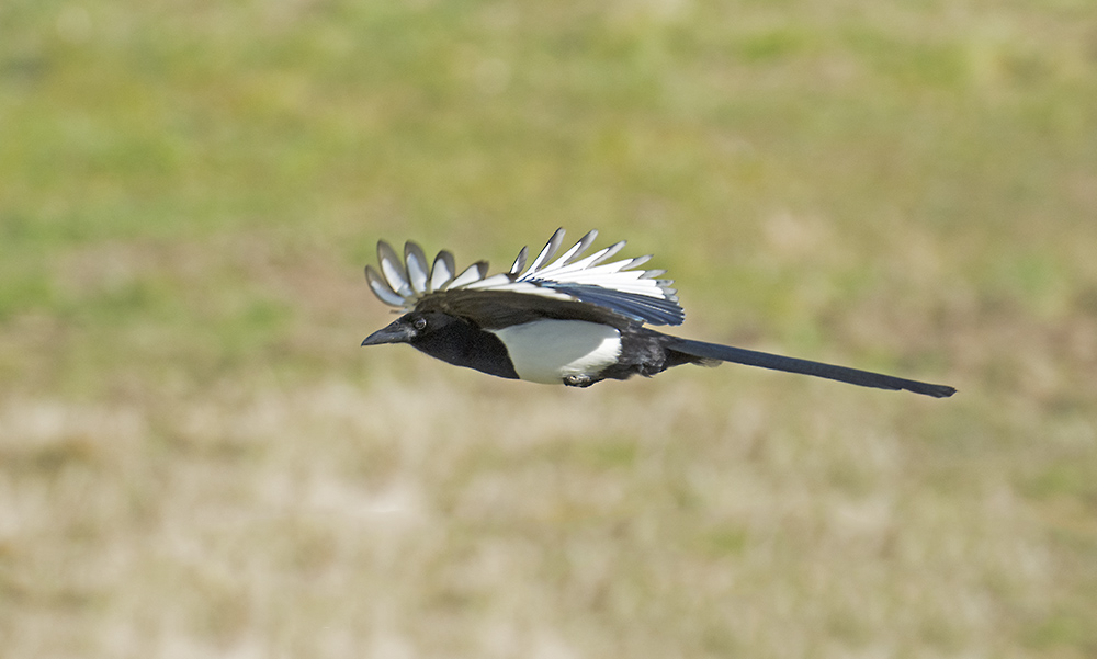 DSC_8923.jpg