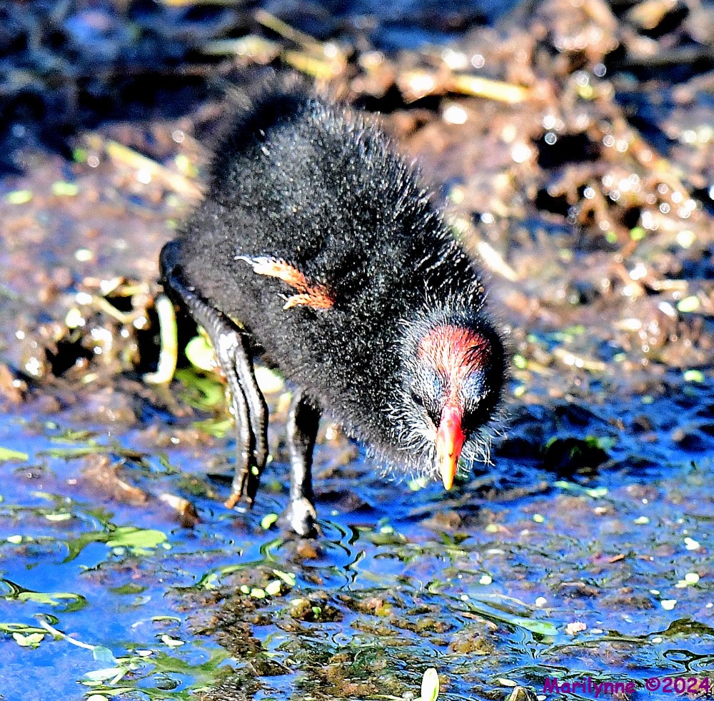 DSC_8927_001.JPG