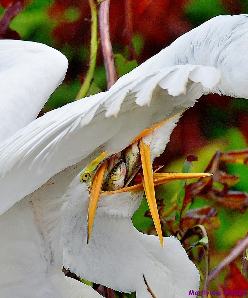 DSC_8931_001.JPG