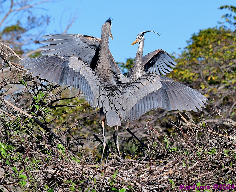 DSC_8934_001.JPG