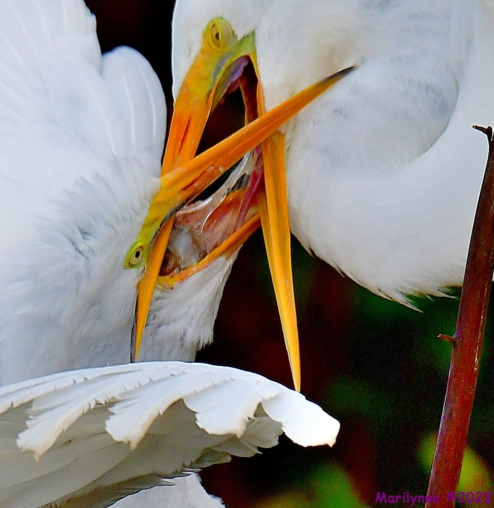 DSC_8934_001_01.JPG