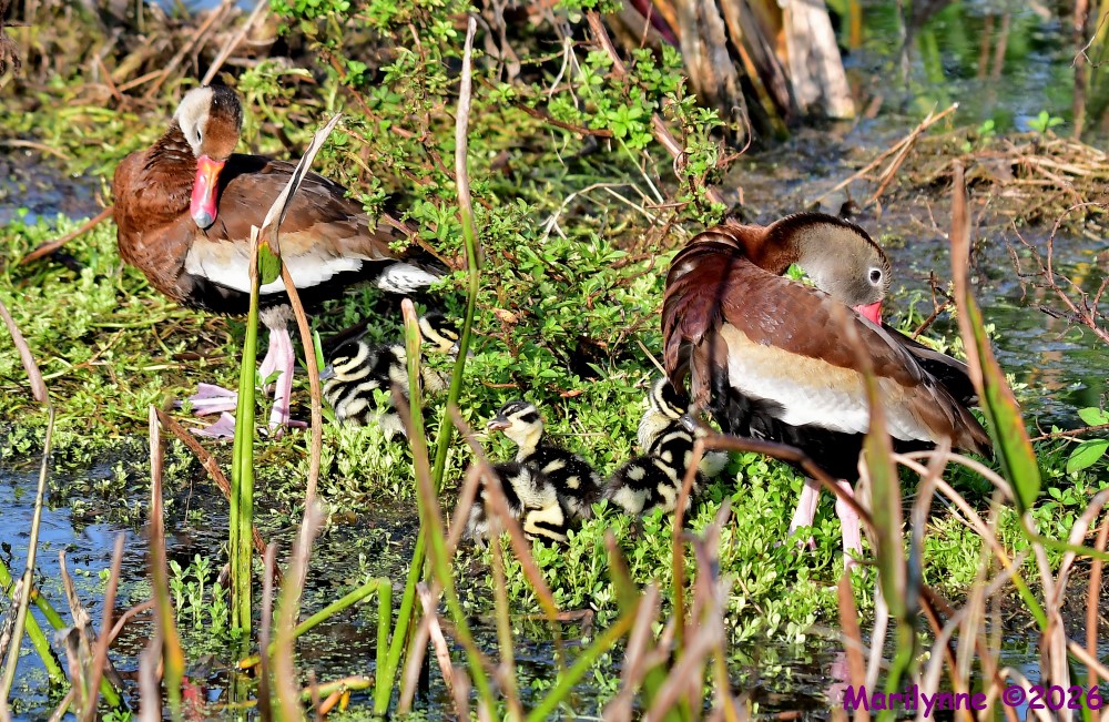 DSC_8935_001.JPG