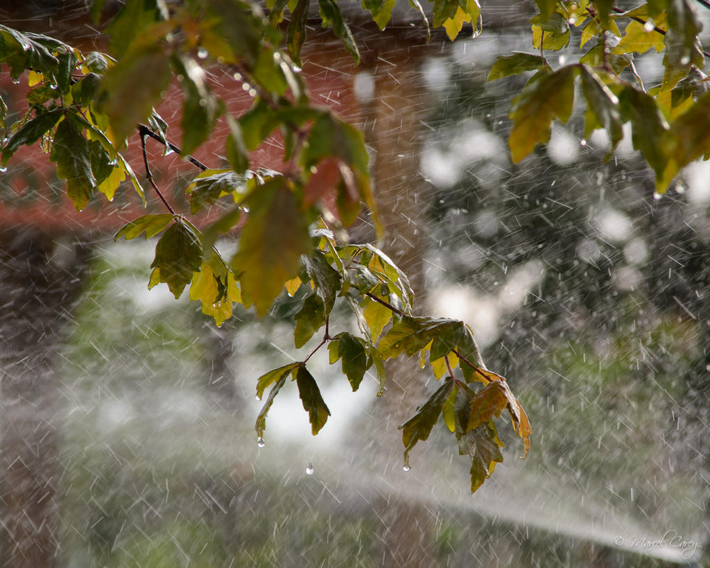 DSC_8937.jpg