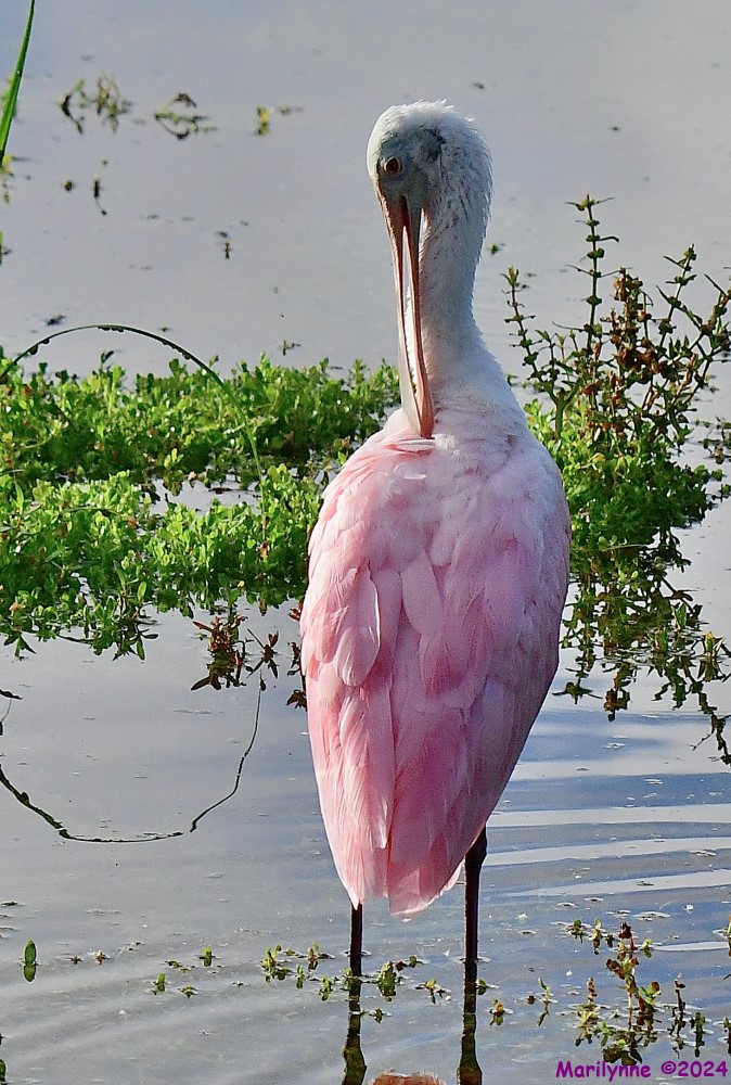DSC_8939_001.JPG